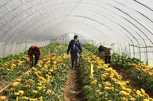 1582803447506095773.jpg 農科院入花圃進行技術指導.jpg