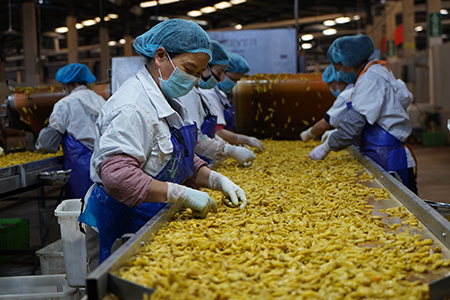 在云南宏斌綠色食品有限公司的生產車間內工人們戴著口罩，在嚴格消毒的工位上嫻熟地操作著。.jpg