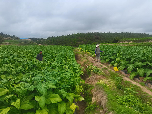 8萬(wàn)多畝烤煙即將進(jìn)入采烤期.jpg 8萬(wàn)多畝烤煙即將進(jìn)入采烤期.jpg