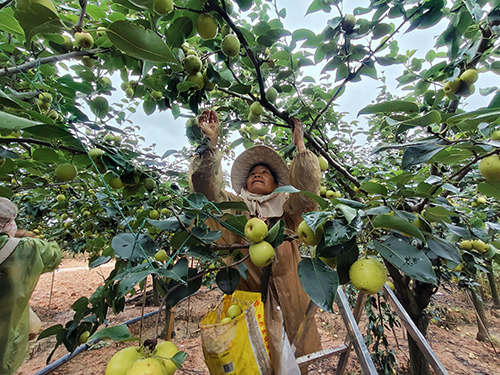 大平地3000畝梨陸續(xù)成熟上市.jpg 大平地3000畝梨陸續(xù)成熟上市.jpg