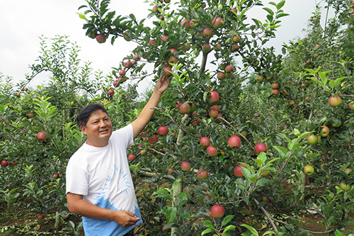 華寧推廣蘋果種植3000畝.jpg 華寧推廣蘋果種植3000畝.jpg