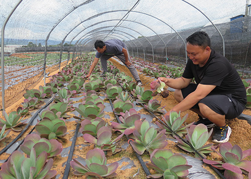 江川區安化鄉光山村多元化聯農帶農助推鄉村振興 1.jpg 江川區安化鄉光山村多元化聯農帶農助推鄉村振興 1.jpg