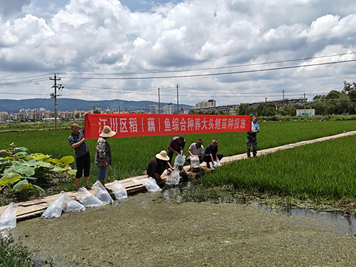 2000余千克大頭鯉魚苗游進稻田.jpg 2000余千克大頭鯉魚苗游進稻田.jpg