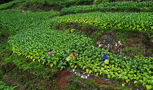 白石巖村千畝烤煙豐收.jpg 白石巖村千畝烤煙豐收.jpg
