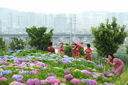活發小鎮繡球花開.jpg 活發小鎮繡球花開.jpg