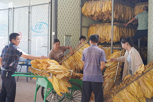 峨山電烤房助力烤煙生產提質增效.jpg 峨山電烤房助力烤煙生產提質增效.jpg