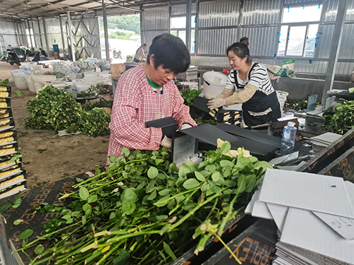 江川花卉走俏七夕市場.jpg 江川花卉走俏七夕市場.jpg