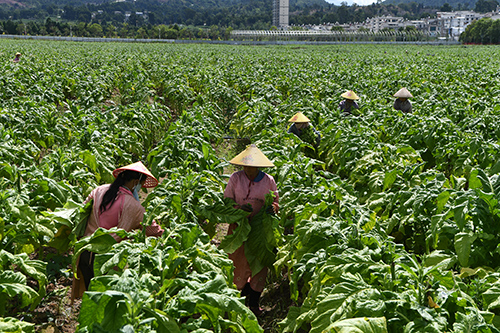 江川進入煙葉采烤高峰期.jpg 江川進入煙葉采烤高峰期.jpg
