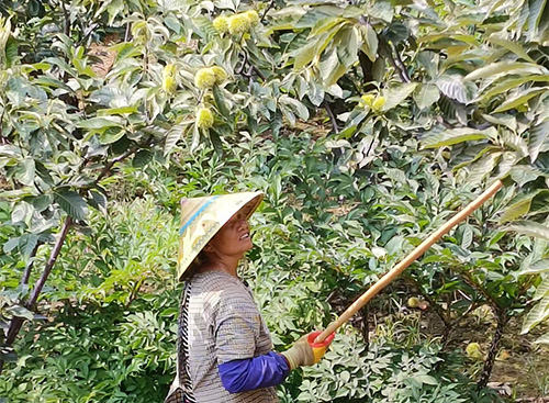 浦貝早板栗搶先上市.jpg 浦貝早板栗搶先上市.jpg