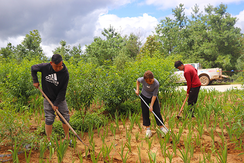 峨山培育壯大農業特色產業.jpg 峨山培育壯大農業特色產業.jpg