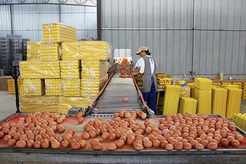 錦潤禽業:蛋雞養殖實現智能化.jpg 錦潤禽業:蛋雞養殖實現智能化.jpg