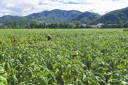 峨山著力提升煙葉品質.jpg 峨山著力提升煙葉品質.jpg