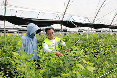 打造藍莓基地助力鄉村振興.jpg 打造藍莓基地助力鄉村振興.jpg
