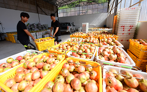 文山村300畝軟籽石榴成熟上市.jpg 文山村300畝軟籽石榴成熟上市.jpg