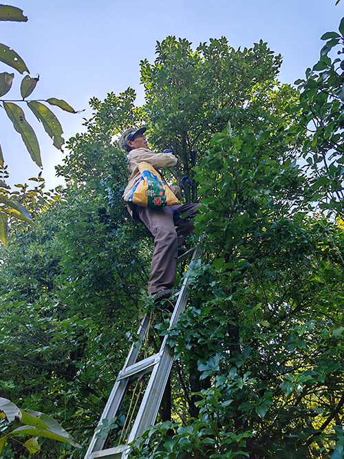 者竜鄉:八角飄香采摘忙.jpg 者竜鄉:八角飄香采摘忙.jpg