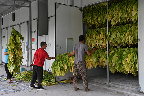 “綠色”電烤房降本又增效.jpg “綠色”電烤房降本又增效.jpg