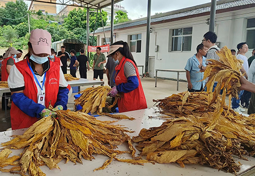 烤煙收購工作拉開序幕.jpg