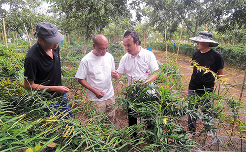 林下滇黃精栽培管理技術培訓在華寧舉行.jpg 林下滇黃精栽培管理技術培訓在華寧舉行.jpg