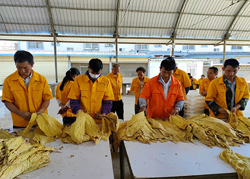 浦貝鄉開磅收煙.jpg 浦貝鄉開磅收煙.jpg