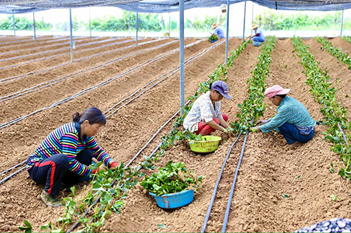 阿莓莓農業:發展有機草莓種植蹚出助農增收新路.jpg 阿莓莓農業:發展有機草莓種植蹚出助農增收新路.jpg