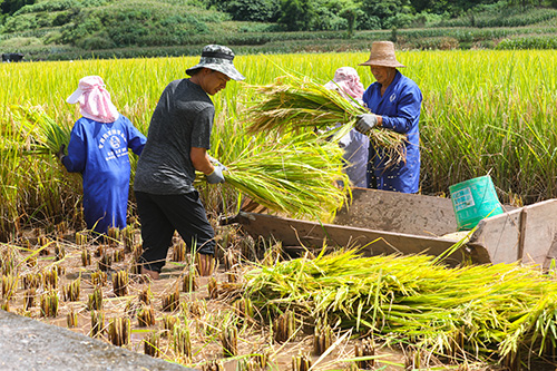 金秋時節稻飄香.jpg 金秋時節稻飄香.jpg