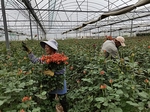 錦海公司:科技賦能生產力種出鮮花新圖景.jpg 錦海公司:科技賦能生產力種出鮮花新圖景.jpg