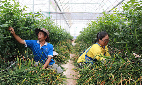 藍莓小黃姜同種植一棚雙收增效益.jpg 藍莓小黃姜同種植一棚雙收增效益.jpg
