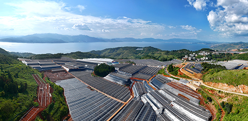 澄江建成現(xiàn)代農(nóng)業(yè)基地649個.jpg 澄江建成現(xiàn)代農(nóng)業(yè)基地649個.jpg