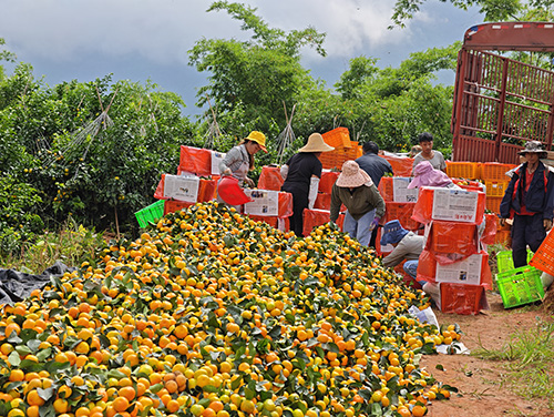 新平縣18萬余畝柑橘陸續成熟上市.jpg 新平縣18萬余畝柑橘陸續成熟上市.jpg