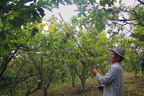 牛白甸社區(qū):板栗“開(kāi)口笑”拓寬致富路.jpg 牛白甸社區(qū):板栗“開(kāi)口笑”拓寬致富路.jpg
