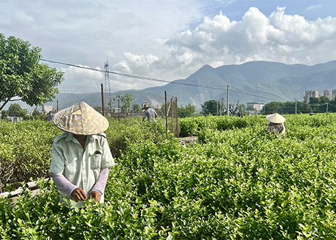 茉莉香飄致富路.jpg 茉莉香飄致富路.jpg