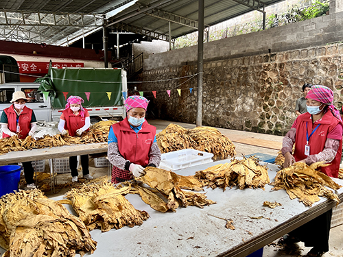 烤煙收購有序進(jìn)行.jpg 烤煙收購有序進(jìn)行.jpg