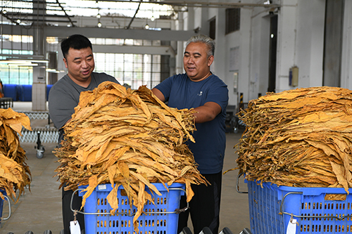 烤煙收購有序進(jìn)行1.jpg 烤煙收購有序進(jìn)行1.jpg