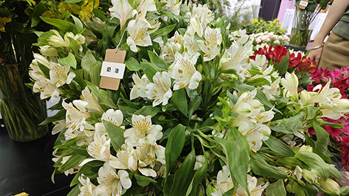 紅塔區助力花卉產業高質量發展.jpg 紅塔區助力花卉產業高質量發展.jpg