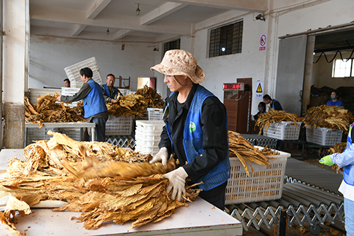 澄江圓滿完成煙葉收購任務.jpg 澄江圓滿完成煙葉收購任務.jpg