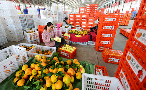 華寧柑橘遠(yuǎn)銷俄羅斯.jpg 華寧柑橘遠(yuǎn)銷俄羅斯.jpg