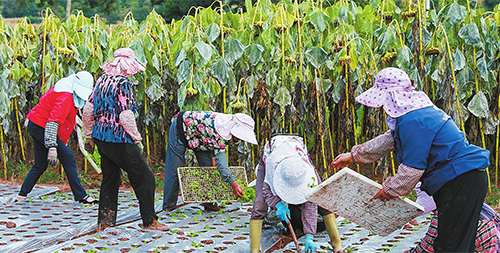 煙菜輪作增效益.jpg 煙菜輪作增效益.jpg