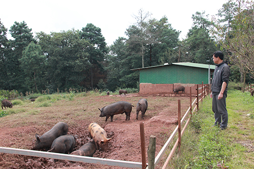 山豬科技小院助力鄉(xiāng)村振興.jpg 山豬科技小院助力鄉(xiāng)村振興.jpg
