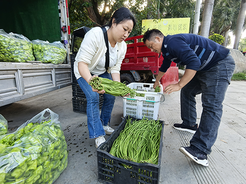 元江冬早蔬菜上市.jpg 元江冬早蔬菜上市.jpg