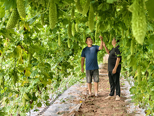 漠沙鎮:輪作增效益 賦能產業興.jpg 漠沙鎮:輪作增效益 賦能產業興.jpg