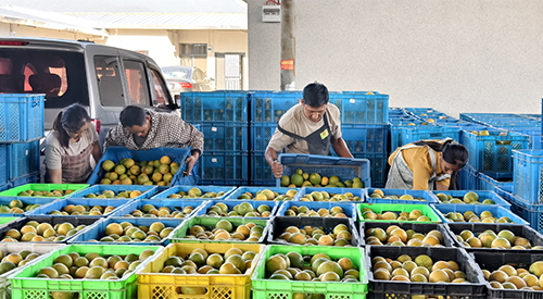漠沙鎮多措并舉推動柑橘產業提質增效.jpg 漠沙鎮多措并舉推動柑橘產業提質增效.jpg