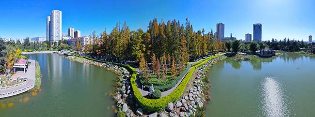 聶耳公園水杉著“彩裝”.jpg 聶耳公園水杉著“彩裝”.jpg
