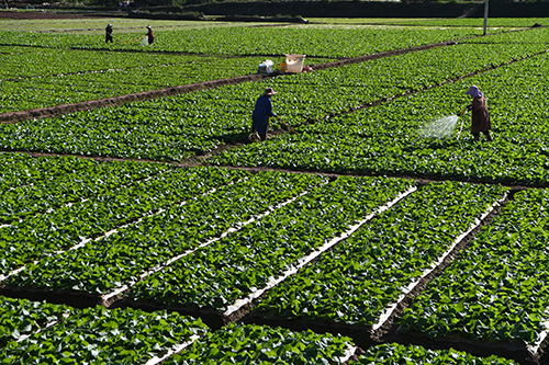 甸中鎮(zhèn)煙菜輪作促增收.jpg 甸中鎮(zhèn)煙菜輪作促增收.jpg
