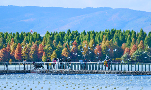 紅嘴鷗飛臨星云湖越冬.jpg 紅嘴鷗飛臨星云湖越冬.jpg