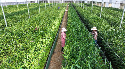 九溪鎮聚焦產業鏈謀劃新發展.jpg 九溪鎮聚焦產業鏈謀劃新發展.jpg