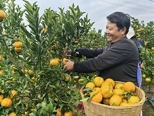 甘莊街道柑橘豐收果農樂.jpg 甘莊街道柑橘豐收果農樂.jpg
