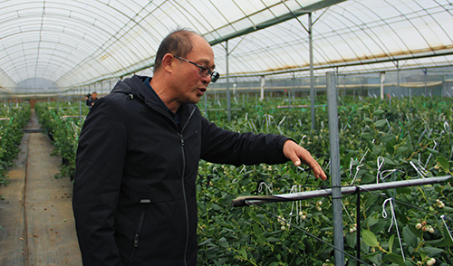 星云湖畔結(jié)出 “致富果”.jpg 星云湖畔結(jié)出 “致富果”.jpg