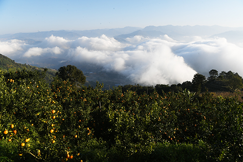 新平柑橘產業蓬勃發展.jpg 新平柑橘產業蓬勃發展.jpg