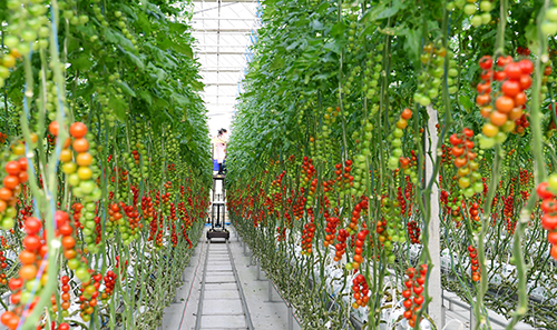 “紅果果”鋪就致富路.jpg “紅果果”鋪就致富路.jpg