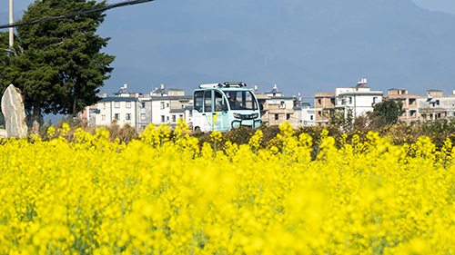 油菜花春日盛放.jpg 油菜花春日盛放.jpg